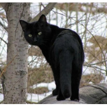 Фонари заднего бампера