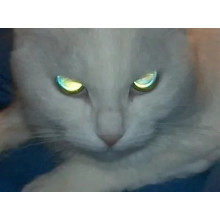 Светодиодные фары водительского света